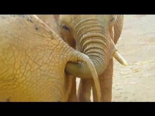 porn casting (18) presents: hahaha - elephant put his trunk in the ass: